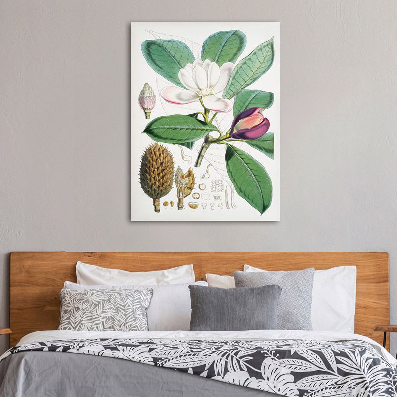 Magnolia Hodgsonii, 1855 by Walter Hood Fitch - Art Prints on Canvas, 80cm H x 60cm W x 4cm D