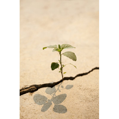 Young Plant Growing by Enviromantic