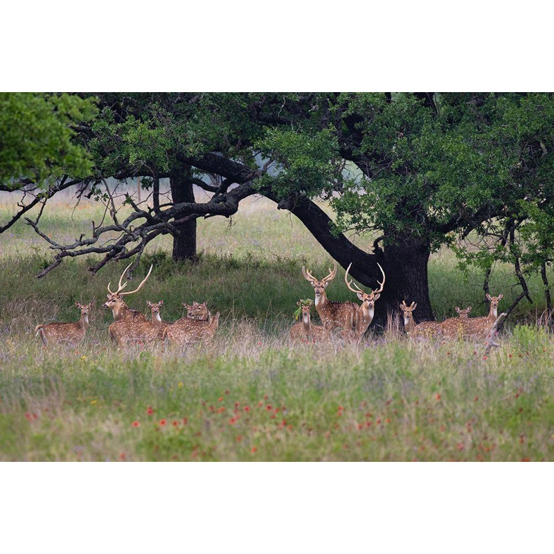 «Red Barrel Studio® Idem, Larry Gallery, art sur toile tendue« Axis Deer », H 33 po x l 48 po