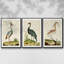Heron Portrait I, ensemble de 3 toiles encadrées-97792283-97792276