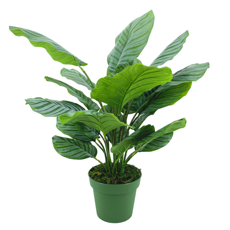 Faux 30" Calathea Plant