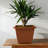Bloem: Dayton Square Deck Planter: 15" - Terra Cotta