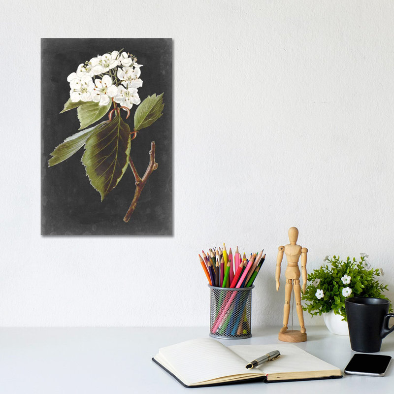 Dramatic White Flowers I - Wrapped Canvas Print, 30.48cm H x 20.32cm W x 1.91cm D