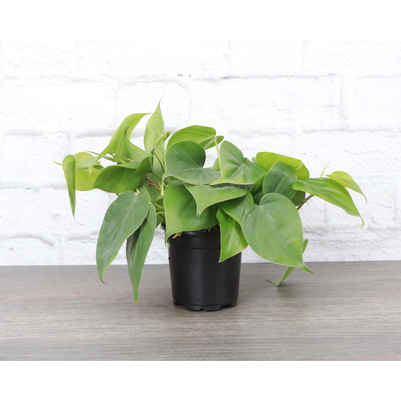 Live Green Heartleaf Philodendron Plant