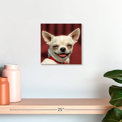Chihuahua souriant