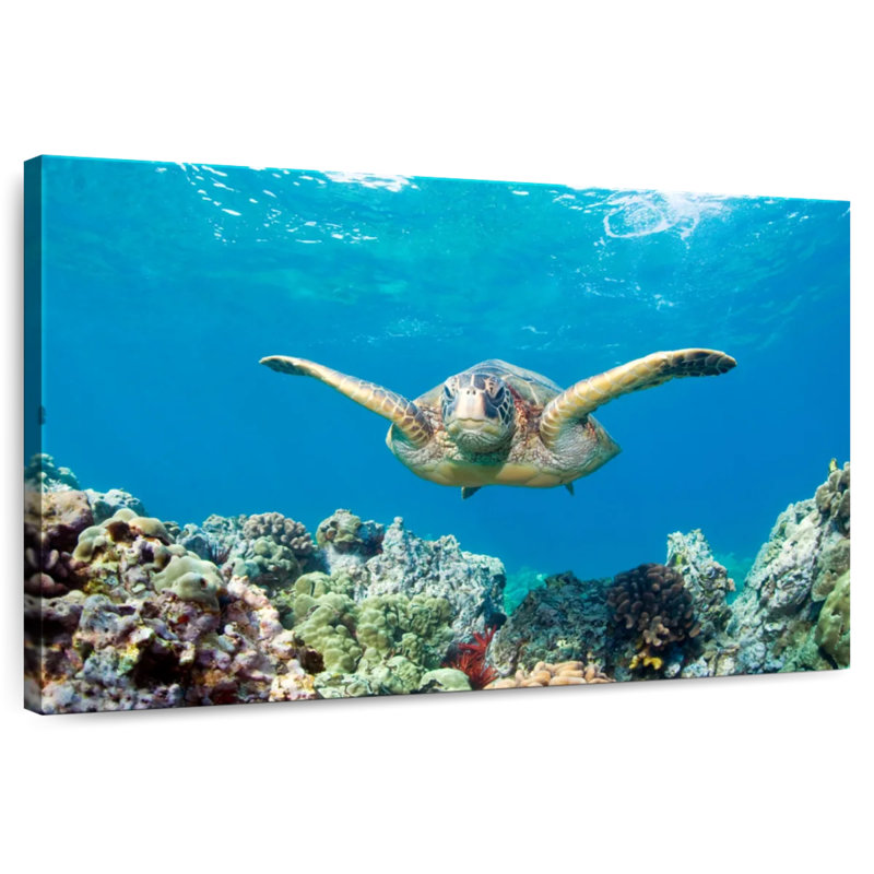 Maui Green Sea Turtle, 24" H x 36" W