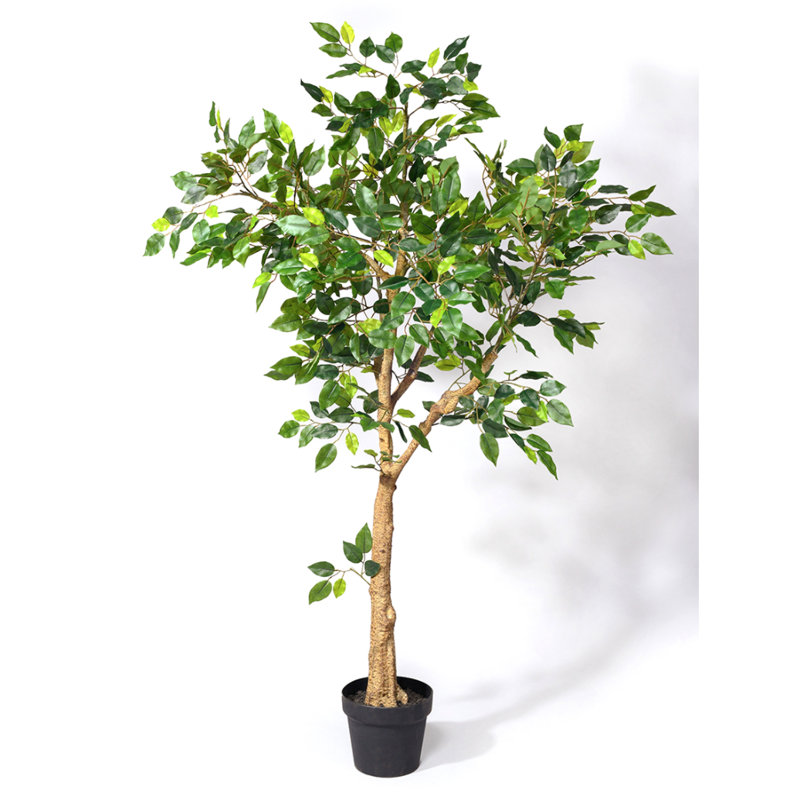 Mini arbre ficus 54 po