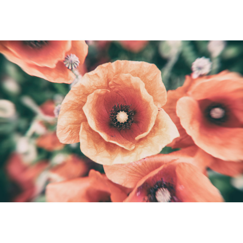 Closeup Of Poppy Flower by Andi Edwards - Wrapped Canvas Print, 30cm H x 46cm W