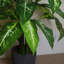 100cm Faux Plant in Pot Liner-124207017