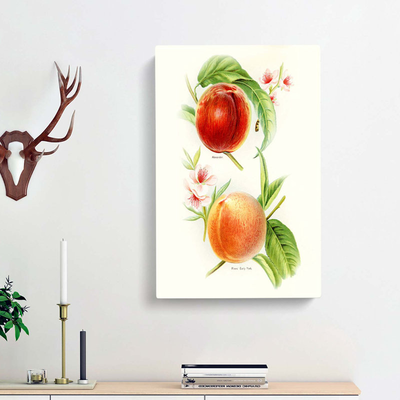 Vintage Illustration of Nectarines - Wrapped Canvas, 50cm H x 35cm W x 3cm D