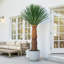 Arbre de Dracaena agave artificiel 6 pi-45911971