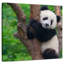 Bramble adorable panda-109394681