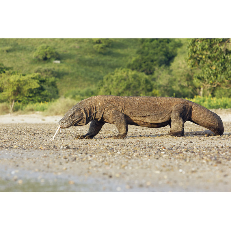 Komodo Dragon - Wrapped Canvas Print, 20cm H x 30cm W