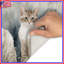 Two Cats In Grass Bath Mat-437848550