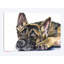 « german berger », impression sur toile-32498940-71537299
