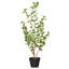 Ficus artificiel panaché 36 po