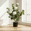 65cm Plant-446146512