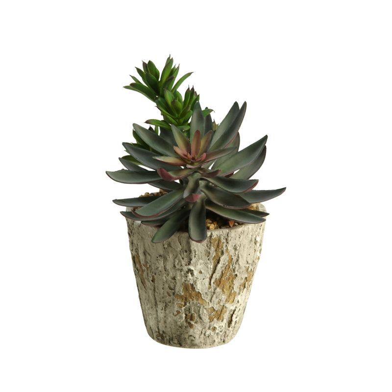 Bureau succulent plante en pot