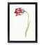 Pink Tulip Flower by Jean Bernard - Picture Frame Painting Print-55601138-55601142