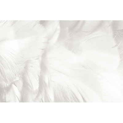 Beautiful White Feather 1 Piece Wrapped Canvas Wall Art