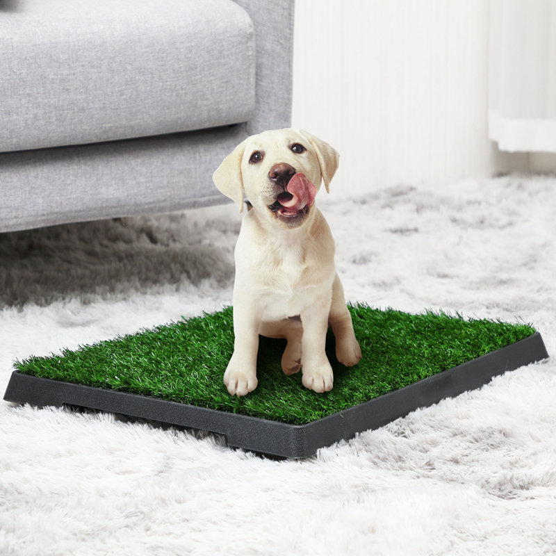 Potty Training Labrador Dog Training Dog Bathroom Dog Potty Toilet
