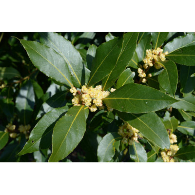 Bay Laurel Leaves by Pelvidge - Wrapped Canvas Print