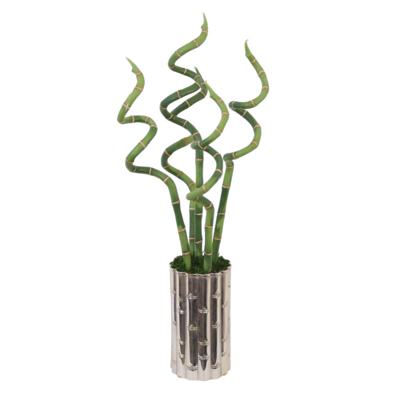 Curly Bamboo in Silver Bamboo Planter