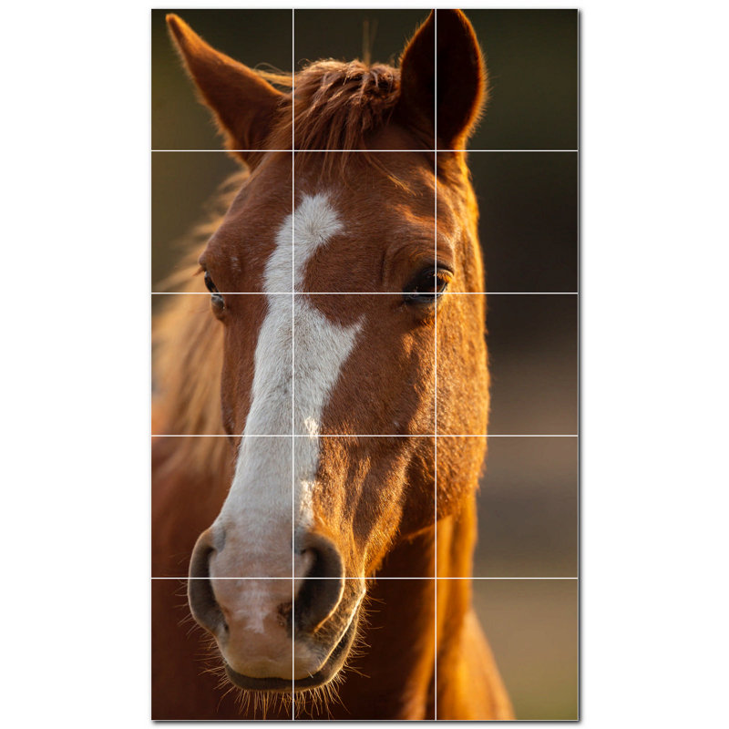 Photo de cheval 6 x 6