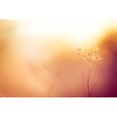 Silhouette de fleurs sauvages séchées par Jasmina007