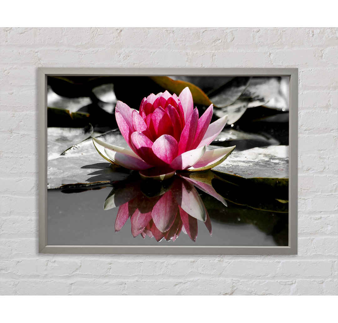 Pink Water Lily Reflections B N W - Einzelbildrahmen Kunstdrucke auf Leinwand