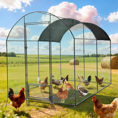 Walk In Chicken Run