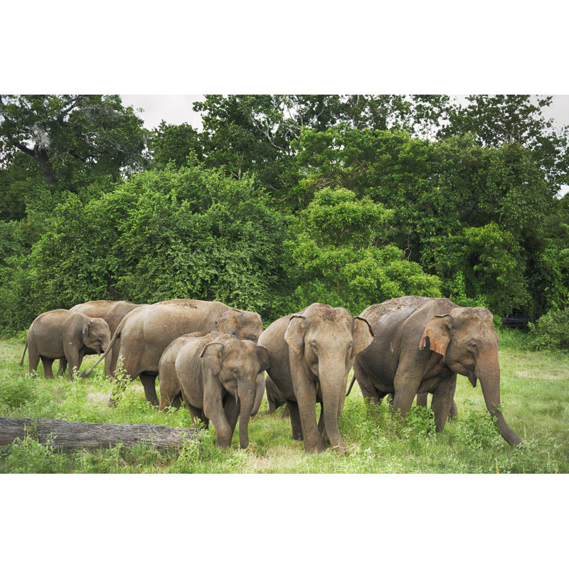 Elephants In Minneriya - Wrapped Canvas Print, 61cm H x 91cm W x 3.8cm D