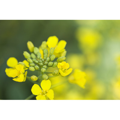 Canola Bud by Ooyoo