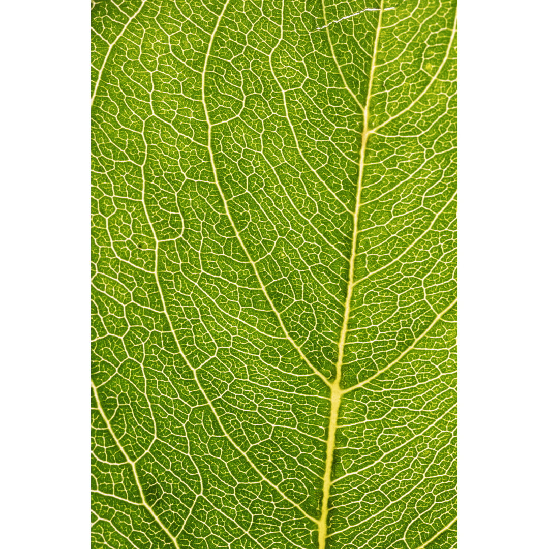 Green Leaf von JustHappy - Leinwandbild