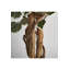 Ficus Tracie