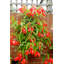 Wall Planter