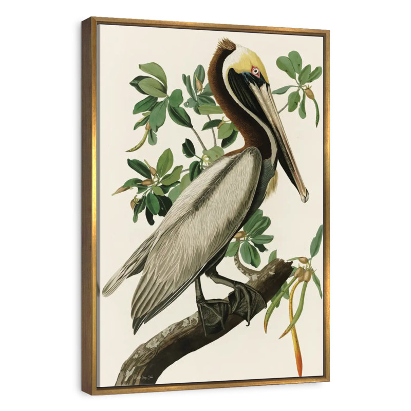 Pélican Audubon, 31 po x 46 po, Cadre flottant doré