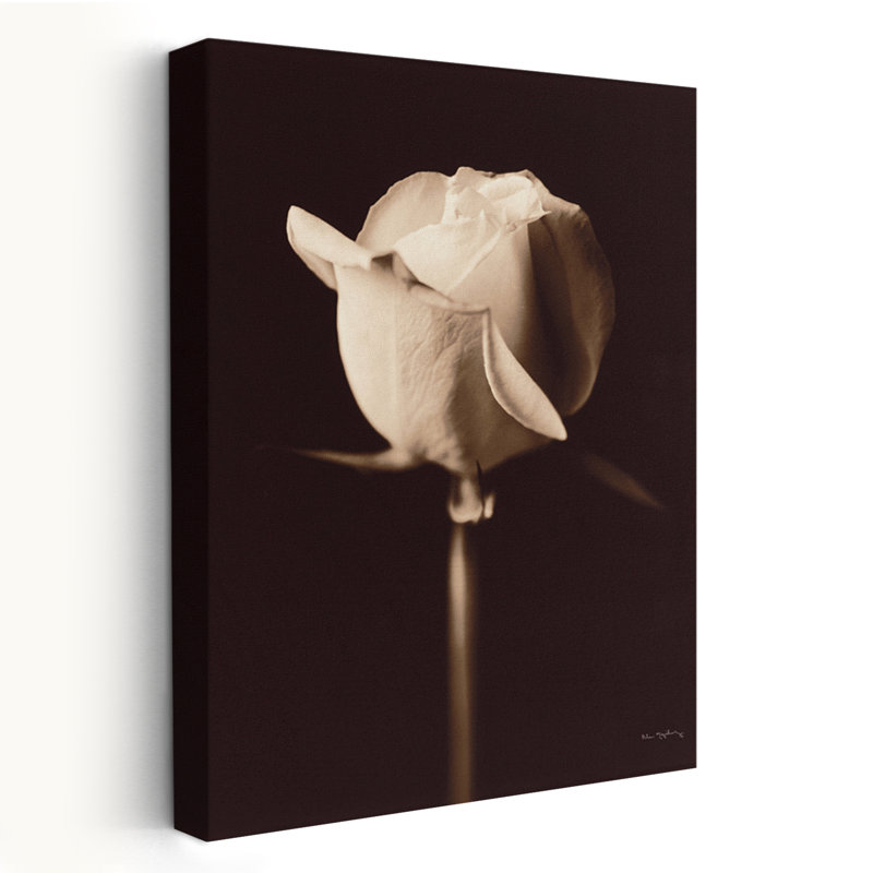 Rose moderne et contemporaine, H 36 po x l 24 po