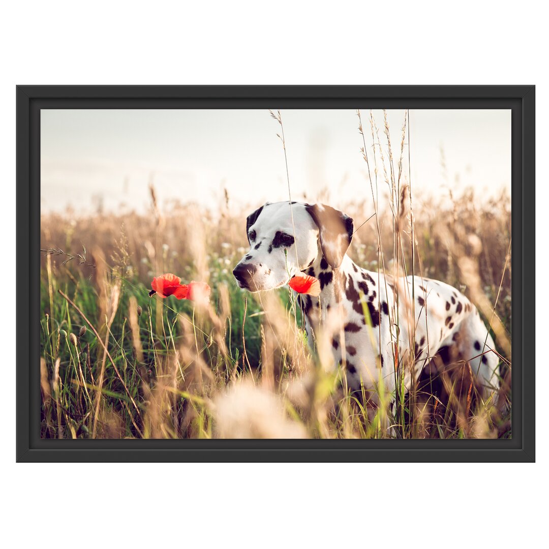 Gerahmtes Wandbild Neugieriger HundFeld