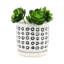 Jardinière S / 2 5/6 po Aztec avec soucoupe