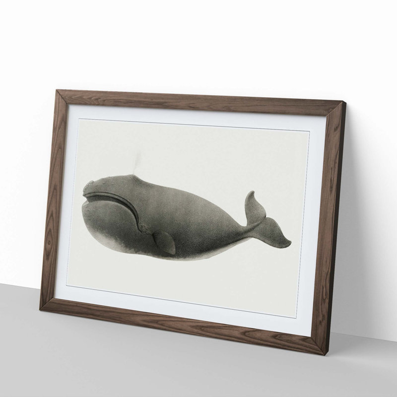 North Pacific Whale by C.M. Scammon - Picture Frame Drawing Print, Walnut Framed, 27cm H x 36cm W x 2cm D