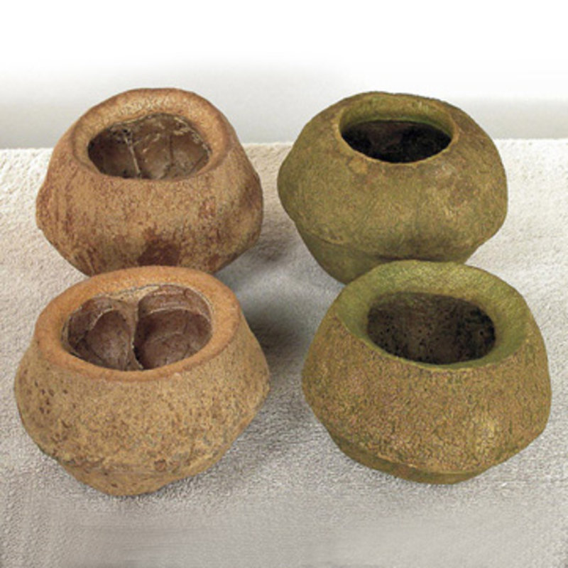 4" Sapa Pod, 3 Pack Dried, Basil