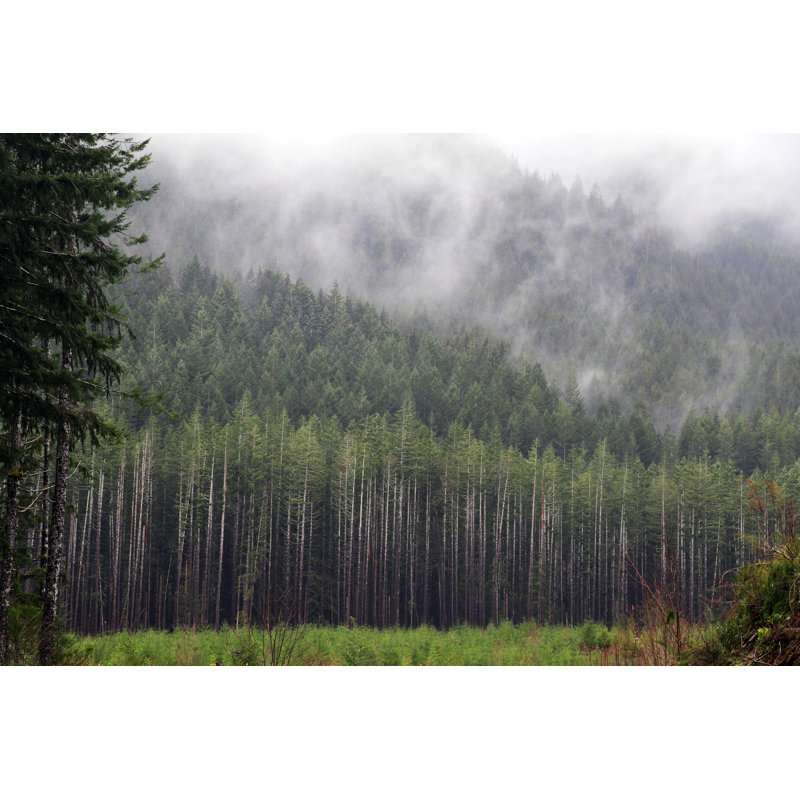 Forêt par Emily Norton, H 32 po x l 48 po