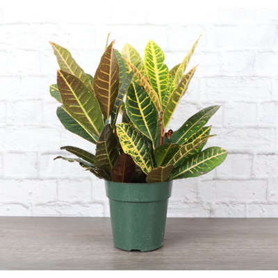 Live Petra Croton Plant