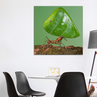 Leafcutter Ant Carrying Leaf, Costa Rica I 1 Piece Wrapped Canvas Wall Art