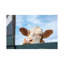 «Peeking Cow» par Clara Bastian - reproduction de photo sur toile tendue-55903660