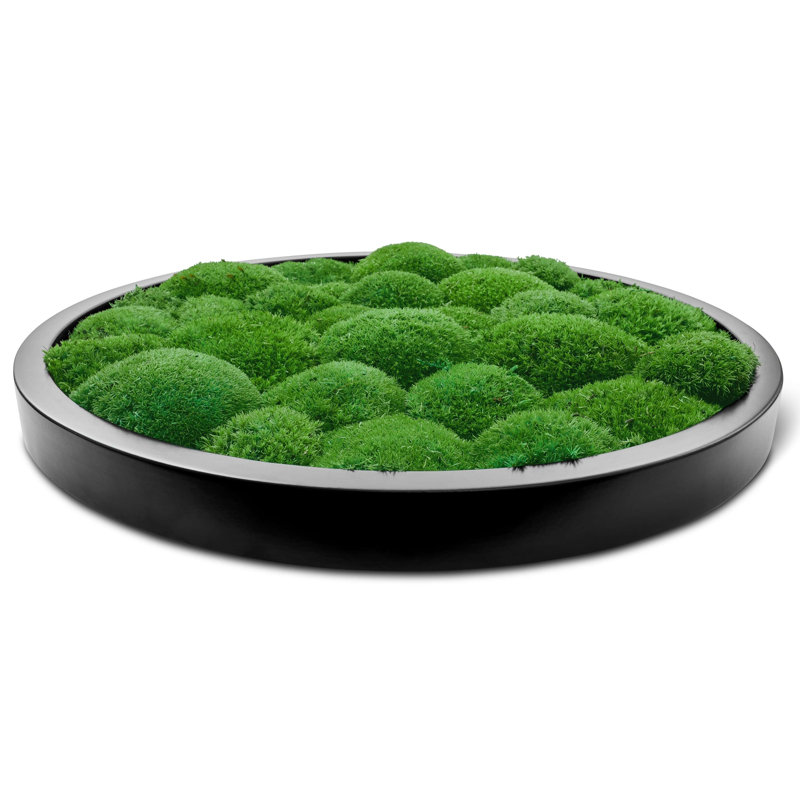 Moosbild Islandmoos Wall Décor, Black, 50 cm H x 50 cm W x 8cm D