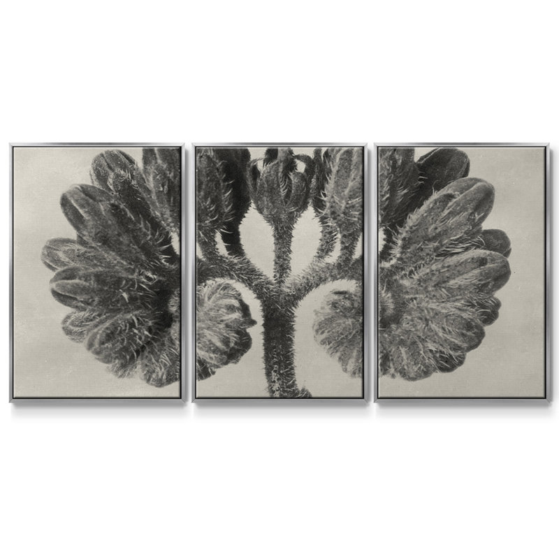 Blossfeldt Botanical III 3 pièces, H 24 po x l 48 po x P 2 po, Argent
