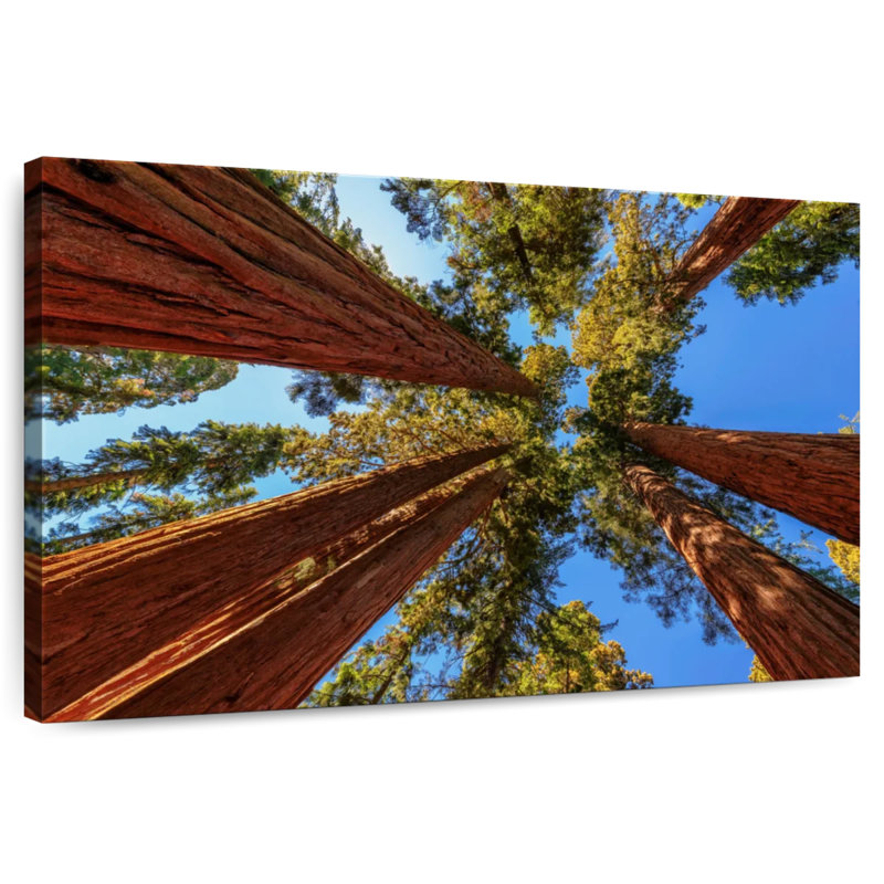 Harnek domine les arbres du parc Sequoia