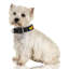 Collier pour chien en cuir perlé Jabulani - Pop Art-984196371